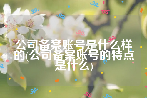 公司备案账号是什么样的(公司备案账号的特点是什么)